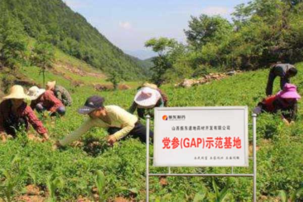 振东党参种植基地